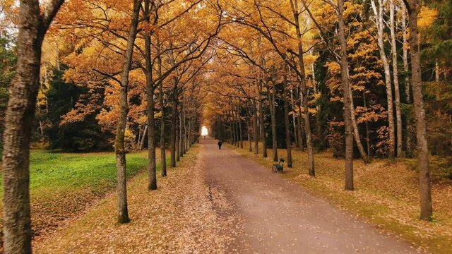 Lonely person walks along walley with rows of bare trees on sides and wooden benches with people walking around in city park on cold autumn day areal view