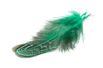 Bright pheasant feather elegant isolated on the white background