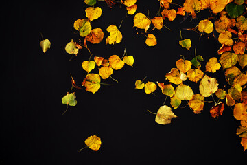 fallen leaves of a littleleaf linden (Tilia cordata)on dark background in autumn