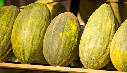 Juicy Asian melon. Beautiful tasty vegetable. Vegetables in the market.