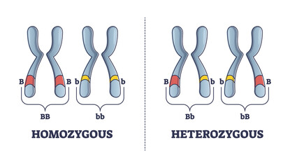 Heterozygous vs homozygous parent gene differences comparison outline diagram. Labeled educational individuals carrying two identical alleles inheritance to mutated chromosomes vector illustration. - obrazy, fototapety, plakaty