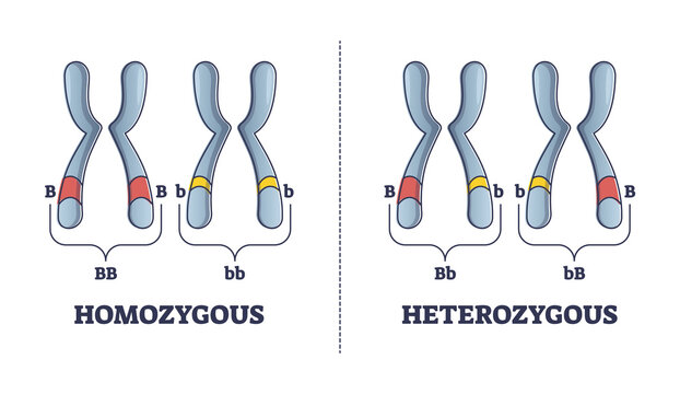 Heterozygous vs homozygous parent gene differences comparison outline diagram. Labeled educational individuals carrying two identical alleles inheritance to mutated chromosomes vector illustration.