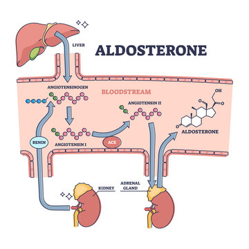 Aldosterone mineralocorticoid steroid hormone release process outline diagram. Labeled educational scheme with anatomical angiotensinogen, angotensin and aldosterone interaction vector illustration.