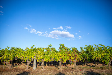 Rang de vigne au soleil dans un vignoble en France.