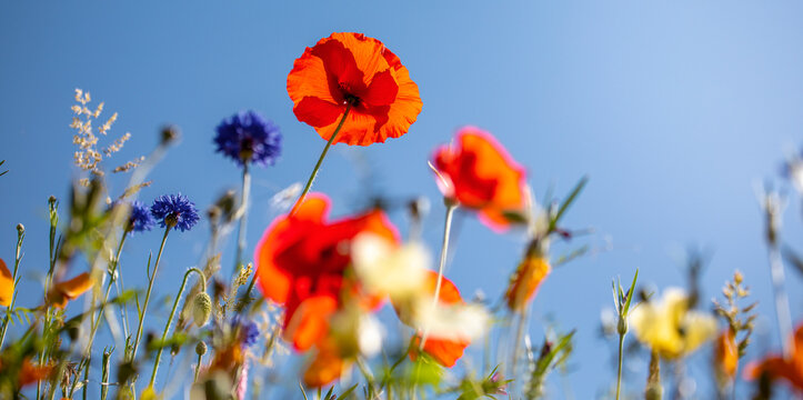 Fleurs des champs au printemps, coquelicot et p&acirc;querette au soleil.