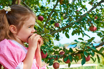 A child bites an apple. A Beautiful Young Curly-Haired Woman Is Trying To Bite Off A Delicious Red Apple Right From A Tree Branch In The Garden In Autumn.