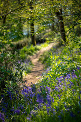 Paysage de sous bois au printemps au milieu des arbres.