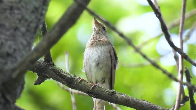 thrush nightingale (luscinia luscinia) sits on a tree branch and sings in the forest. natural sound