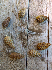 Pine cones lie on a wooden board in the shape of a circle