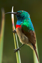 A double-collared South African Sunbird in profile