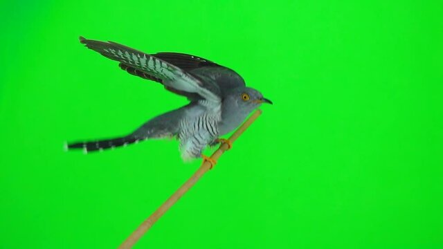 common cuckoo (cuculus canorus) sits on a branch in motion with a swing of a wings on a green screen. slow motion, studio