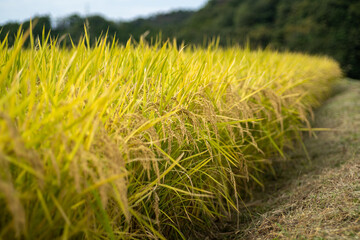 稲穂（にこまる）