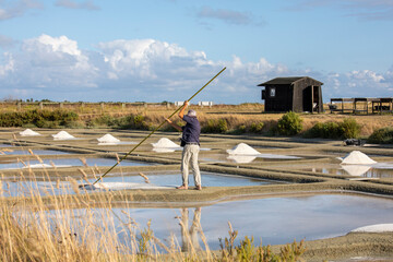 Paludier ou saunier récoltant le sel sur l'île de Noirmoutier ou dans les marais salant de...