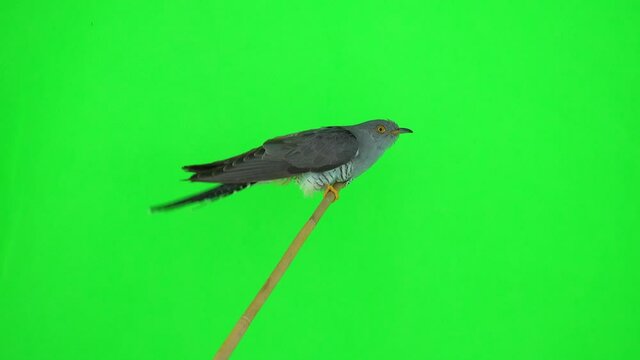 common cuckoo (cuculus canorus) sits on a branch in profile on a green screen. studio