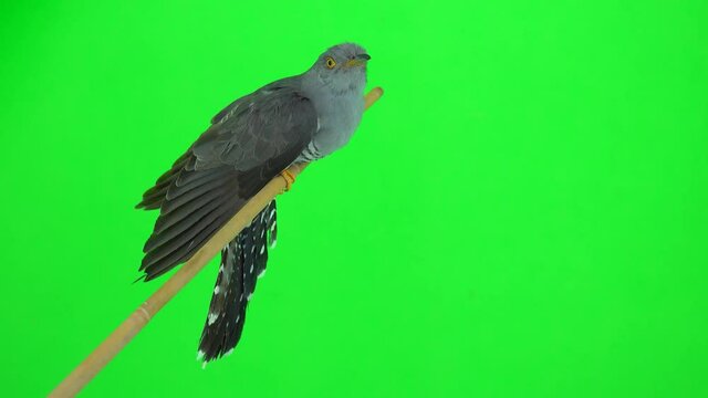 common cuckoo (cuculus canorus) sits on a branch in profile on a green screen. studio