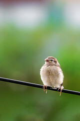 Tree baby sparrow sitting on the electric wire is eating food from its mother. The sparrow chick is calling its mother because of hunger.