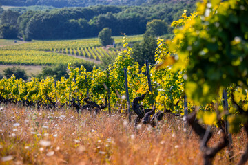 Paysage de vigne au soleil en France, vignoble avant les vendanges.