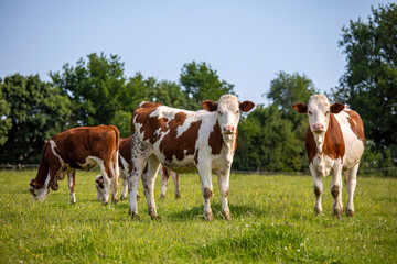 Fototapeta na wymiar Troupeau de vache ou de veaux dans la campagne au printemps.
