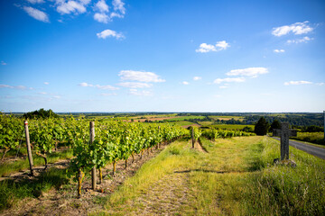 Vigne en France, paysage de vignoble en Anjou.