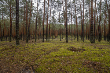 Obraz premium Landscape in a pine forest in autumn, Moss in the foreground. Pine forest overgrown with moss and mushrooms in rainy weather.