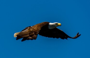 Bald Eagle Flying Over Roamingwood Lake in Lake Ariel Pennsylvania