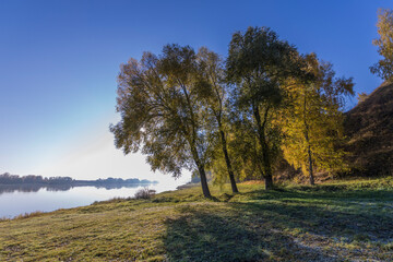 Autumn landscape in the early morning with a view of the river. Large trees with yellow leaves in the backlight. Yellow leaves on trees and bushes are illuminated by the rays of the rising sun.