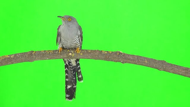 common cuckoo (cuculus canorus) sits on a tree branch on a green screen. studio