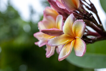 Obraz na płótnie Canvas yellow and white Cambodia frangipani flower in the rain