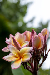 Fototapeta na wymiar yellow and white Cambodia frangipani flower in the rain