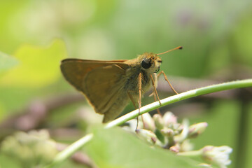 Closeup of the Delaware skipper on a plant.