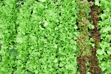 Top view. Growing green and red leaf lettuce in a garden bed. Background for gardening with salad plants in the open ground. High quality photo