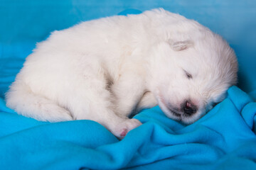 White fluffy small Samoyed puppy dog is sleeping on blue