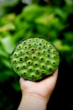 Vertical closeup shot of a hand holding a green lotus seed