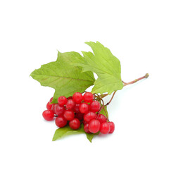 Viburnum berries (guelder rose) with leaves isolated on white background