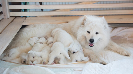 Samoyed dog mother with puppies. Puppies suckling mother - obrazy, fototapety, plakaty