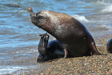Obraz premium Male Sea Lion , Patagonia, Argentina