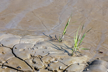 Cracked mud on the edge of the beach