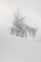 snow-covered birch over the Alps