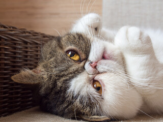 Close up view to the cute Exotic shorthair kittens laying on the sofa during the day. Copy space.