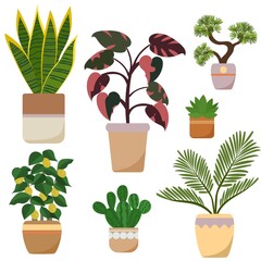 A set of indoor plants in pots. Plants for home and office decoration. Cactus, philodendron, succulent, bonsai, sansevieria, lemon tree, indoor palm. Vector illustration