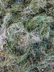 Cut dry grass scattered on the ground