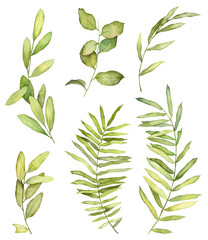 Fototapeta premium Set of watercolor hand painted green leaves on twigs isolated on white background. Realistic botanical objects. Hand drawn botany plants