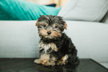 A tiny teacup yorkie puppy dog sitting on a side end table