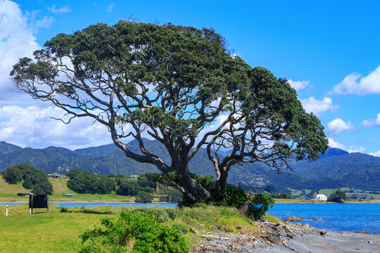 A pohutukawa tree growing on the shore at Raukore in the eastern Bay of Plenty, New Zealand. In the background is the historic Anglican Church of Raukokore