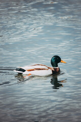 beautiful duck in the Yenisei river