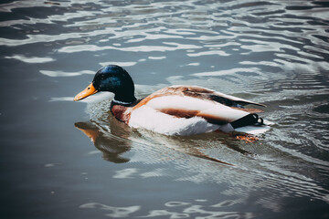 beautiful duck in the Yenisei river
