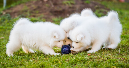 Fluffy white Samoyed puppies dogs are playing with a ball