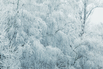 winter season frozen white trees