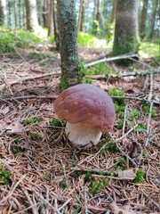 mushroom in the forest