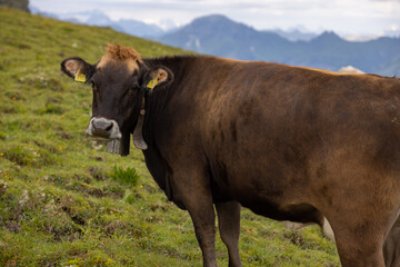Beautiful cows are eating some grass. Wonderful cow is starring to the camera. Amazing hiking day in one of the most beautiful area in Switzerland called Pizol in the canton of Saint Gallen.